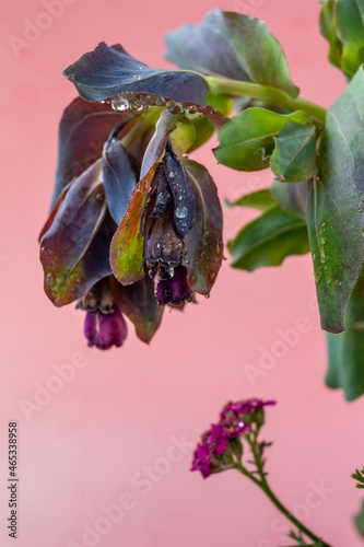 Blooming of cerinthe major close-up with drops of fresh morning dew