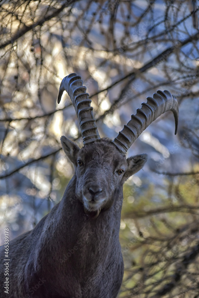 The ibex in the middle of the larch forest observes us curiously