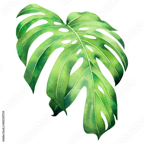 Watercolor painting monstera green leave isolated on white background.Watercolor hand painted illustration tropical exotic leaf for wallpaper Hawaii style pattern.With clipping path.