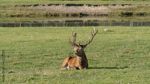 deer in the grass