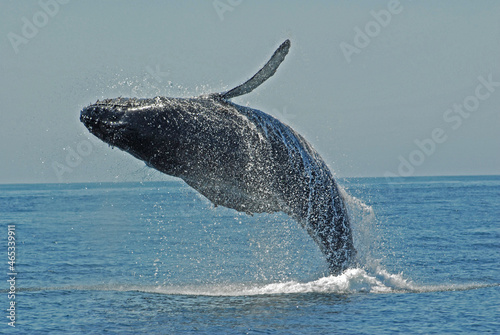 Breaching Humpback Whale in the Santa Barbara Channel, California © Dominic
