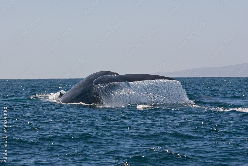 Fototapeta premium Blue Whale Diving in the Santa Barbara, Channel, California