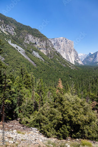 Forested valley in Yosemite on a Summer's Day