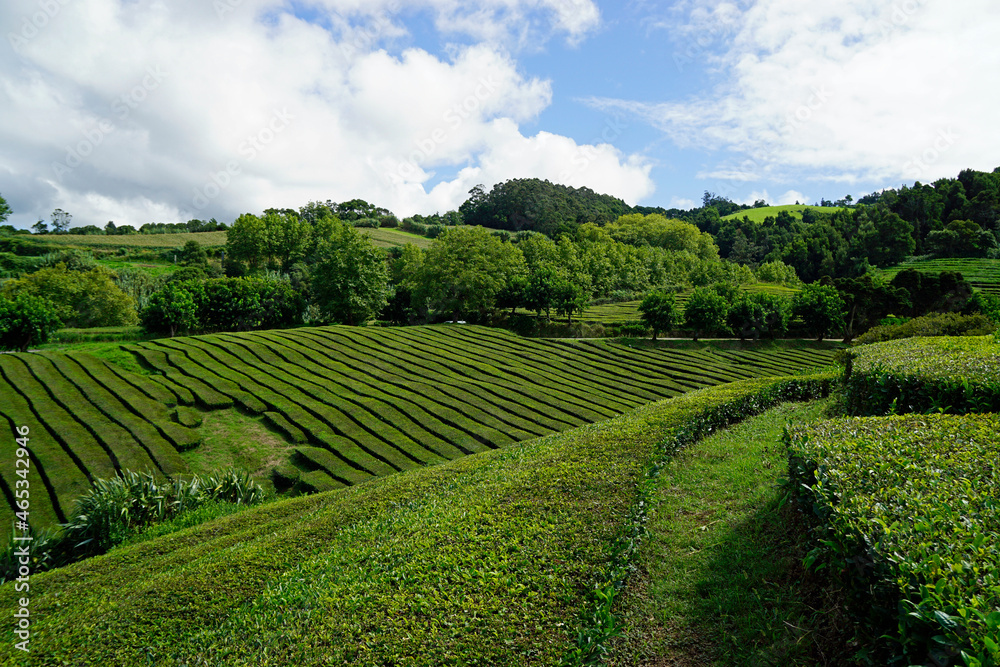 tea fields on the azores