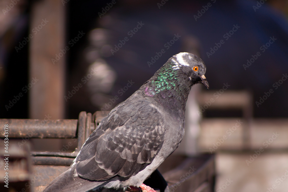 Obraz premium pigeon