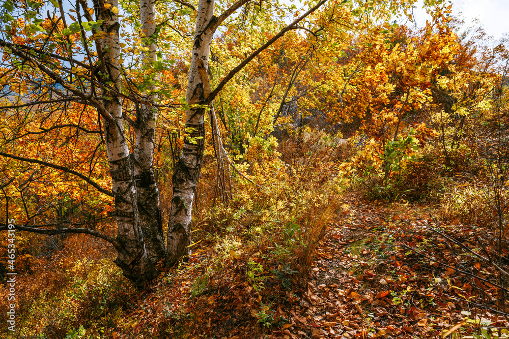 Road in autumn forest. Nature composition.