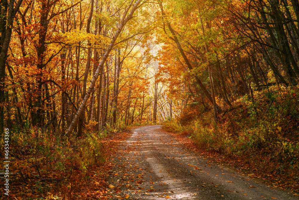 Road in autumn forest. Nature composition.