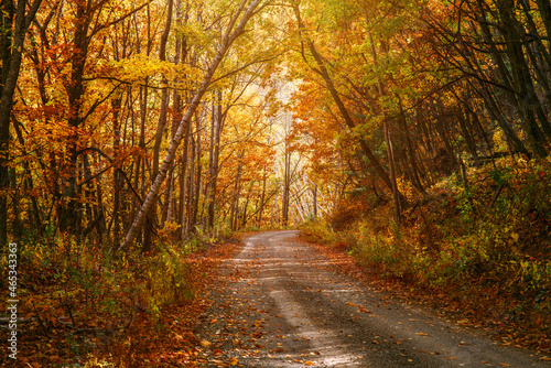 Fototapeta Naklejka Na Ścianę i Meble -  Road in autumn forest. Nature composition.