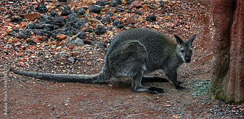 Bennett`s wallaby on the ground. Latin name - Macropus rufogriseus
