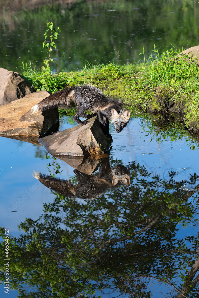 Adult Cross Fox (Vulpes vulpes) Balances on Slanted Rock Looking Back Reflected Summer