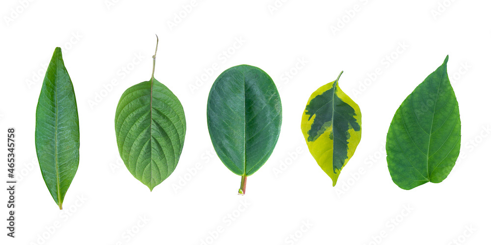 set of various leaves isolated on a white background. any kind of tropical leaves collection. various exotic leaves. set of various leaves isolated on a white background. any kind of tropical leaves collection. various exotic leaves.