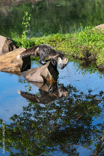 Adult Cross Fox (Vulpes vulpes) Balances on Slanted Rock Looking Back Reflected Summer © geoffkuchera
