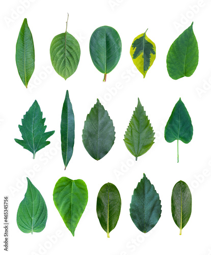 set of various leaves isolated on a white background. any kind of tropical leaves collection. various exotic leaves. © freeject.net