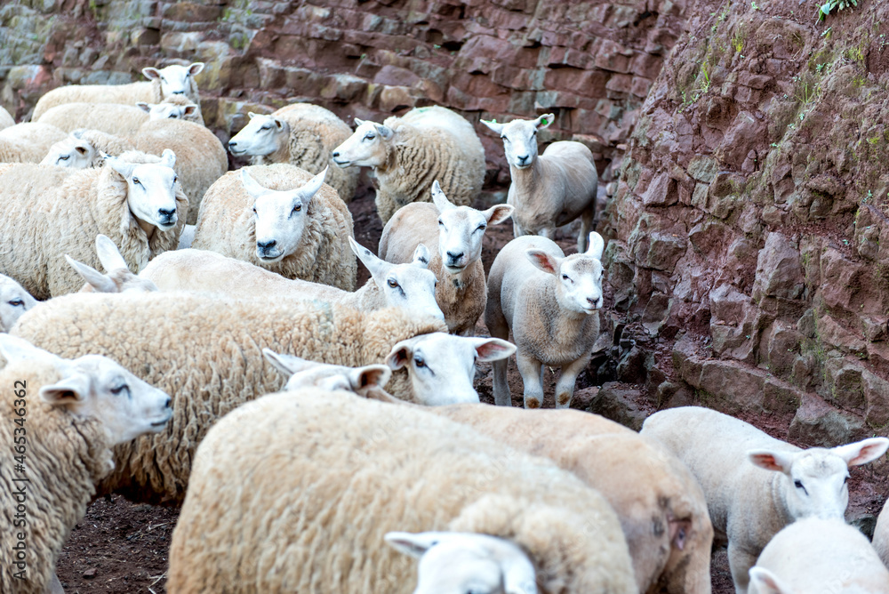 Beautiful flock of wool sheep on a farm