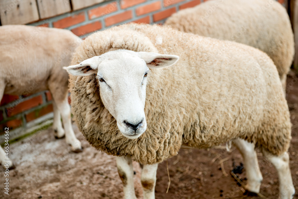 Beautiful flock of wool sheep on a farm