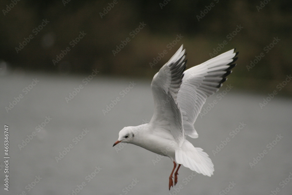 flying seagull bird in flight in the garden during sunny day in summer flying seagull bird in flight in the garden during sunny day in summer