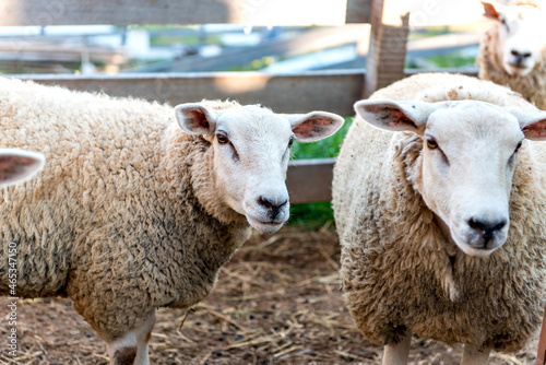 Fototapeta Naklejka Na Ścianę i Meble -  Flock of sheep on farm, beautiful woolen sheep.