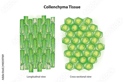 Biological illustration of collenchyma tissue photo
