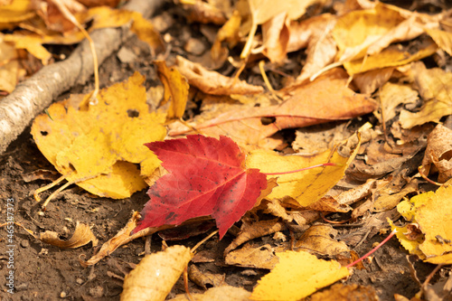 Burgundy Maple Leaf