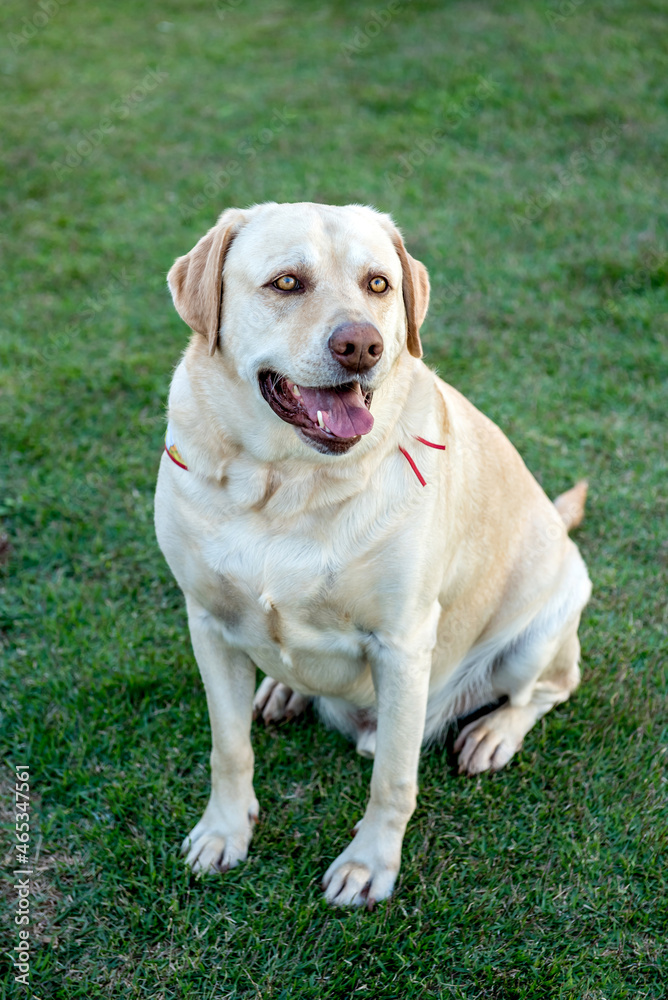 Labrador retriever dog sitting on green grass. Labrador retriever dog sitting on green grass.