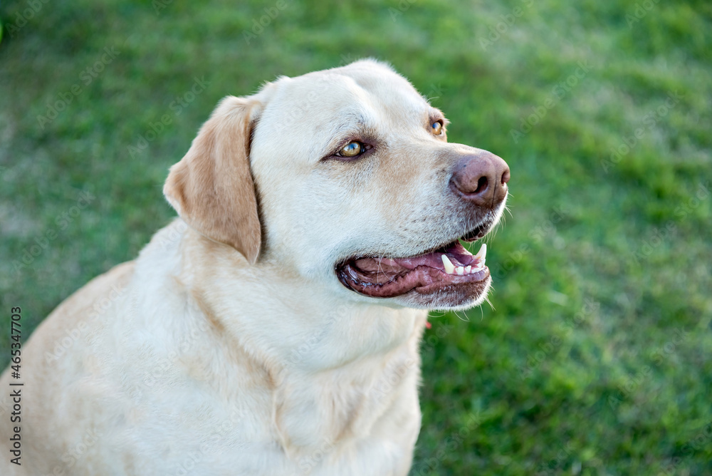 Labrador retriever dog sitting on green grass. Labrador retriever dog sitting on green grass.
