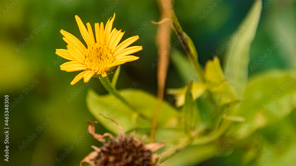 Inula salicina, willowleaf yellowhead details on a sunny summer day Inula salicina, willowleaf yellowhead details on a sunny summer day