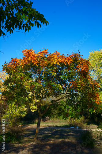 drzewo kolory liście jesień natura © Piotr