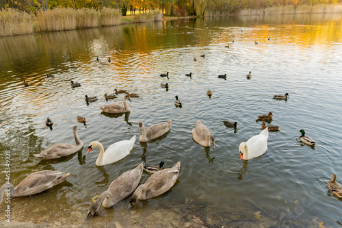 Jezioro łabędzie, Chorzów - Katowice, Park śląski
Polska złota jesień photo