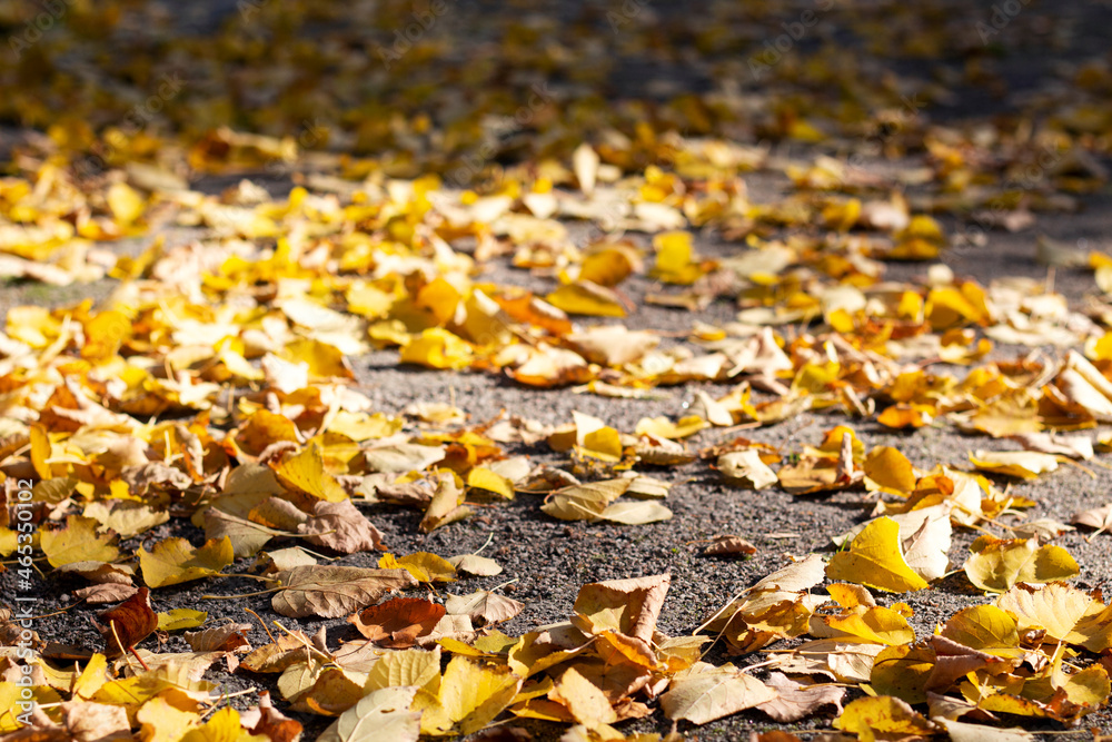Autumn foliage in the park. Maple and autumn leaves. Texture Autumn foliage in the park. Maple and autumn leaves. Texture