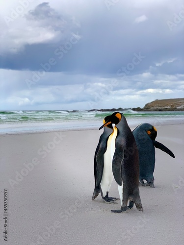 penguin on the beach