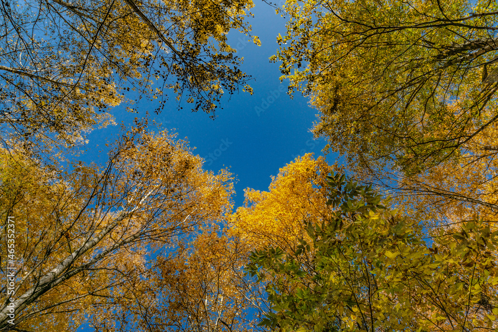 Beautiful autumn trees covered with magical golden foliage - 09 Beautiful autumn trees covered with magical golden foliage - 09