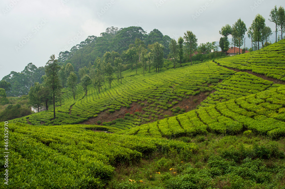 Scenic beauty of tea cultivation in Kerala
