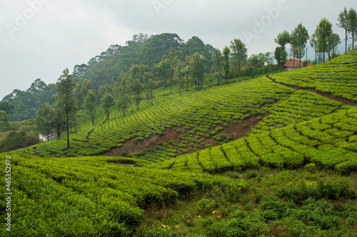 Scenic beauty of tea cultivation in Kerala 