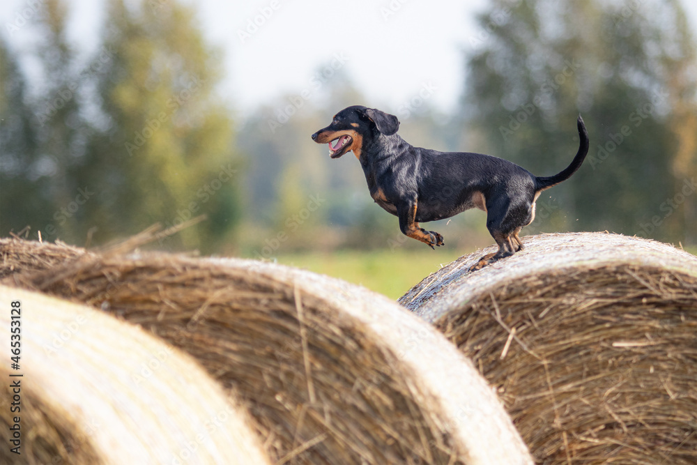 Small dachshund jumping on roung hay bales at the farm outside.