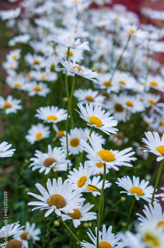 Spring meadow of a carpet of wild daisy flowers 