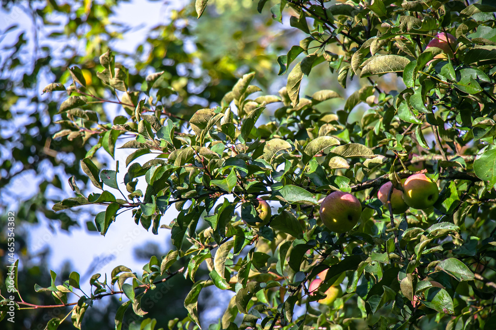 juicy, ripe apples, illuminated by the rays of the sun on the branch of an apple tree.autumn fruit harvest
juicy, ripe apples, illuminated by the rays of the sun on the branch of an apple tree.autumn fruit harvest