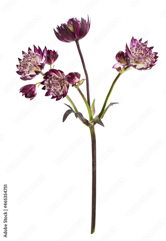 Purple astrantia flowers isolated on white Purple astrantia flowers isolated on white