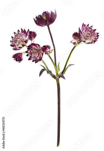 Purple astrantia flowers isolated on white photo