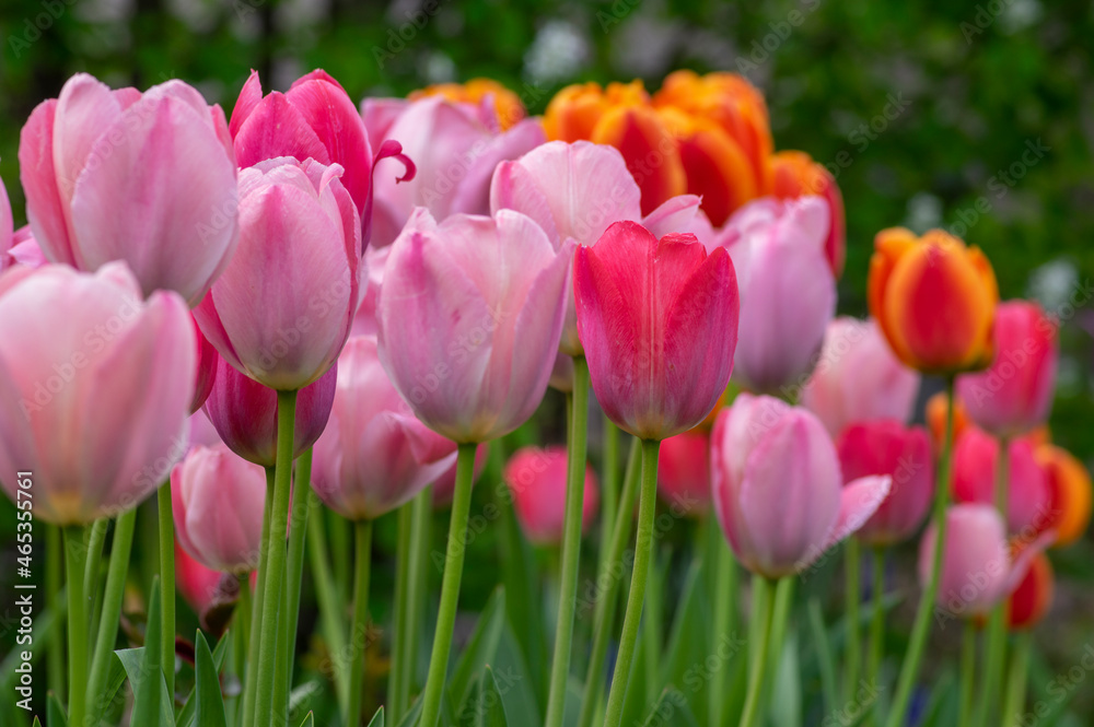 Amazing garden field with tulips of various bright rainbow color petals, beautiful bouquet of colors in daylight Amazing garden field with tulips of various bright rainbow color petals, beautiful bouquet of colors in daylight