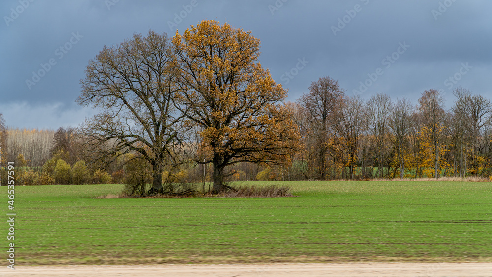 Obraz premium autumn landscape with trees