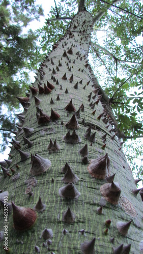 Tronco de Ceiba