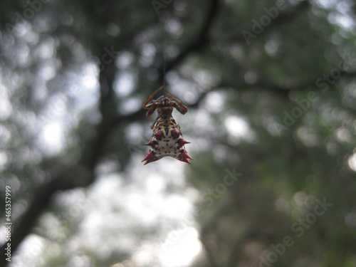 Colores de araña con espinas