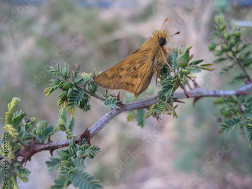Aceramiento de mariposa