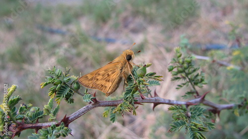 Mariposa