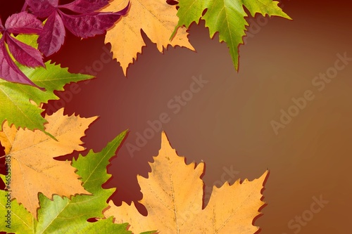 autumn landscape with bright colorful leaves foliage.