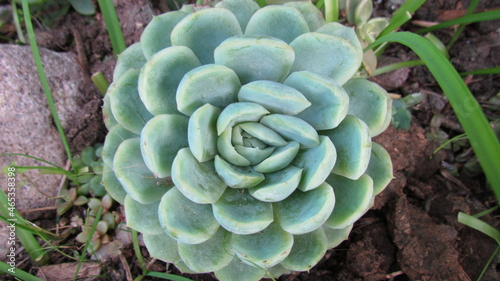Acercamiento de suculenta