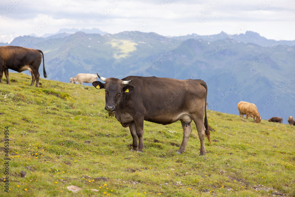 Beautiful cows are eating some grass. Wonderful cow is starring to the camera. Amazing hiking day in one of the most beautiful area in Switzerland called Pizol in the canton of Saint Gallen. Beautiful cows are eating some grass. Wonderful cow is starring to the camera. Amazing hiking day in one of the most beautiful area in Switzerland called Pizol in the canton of Saint Gallen.