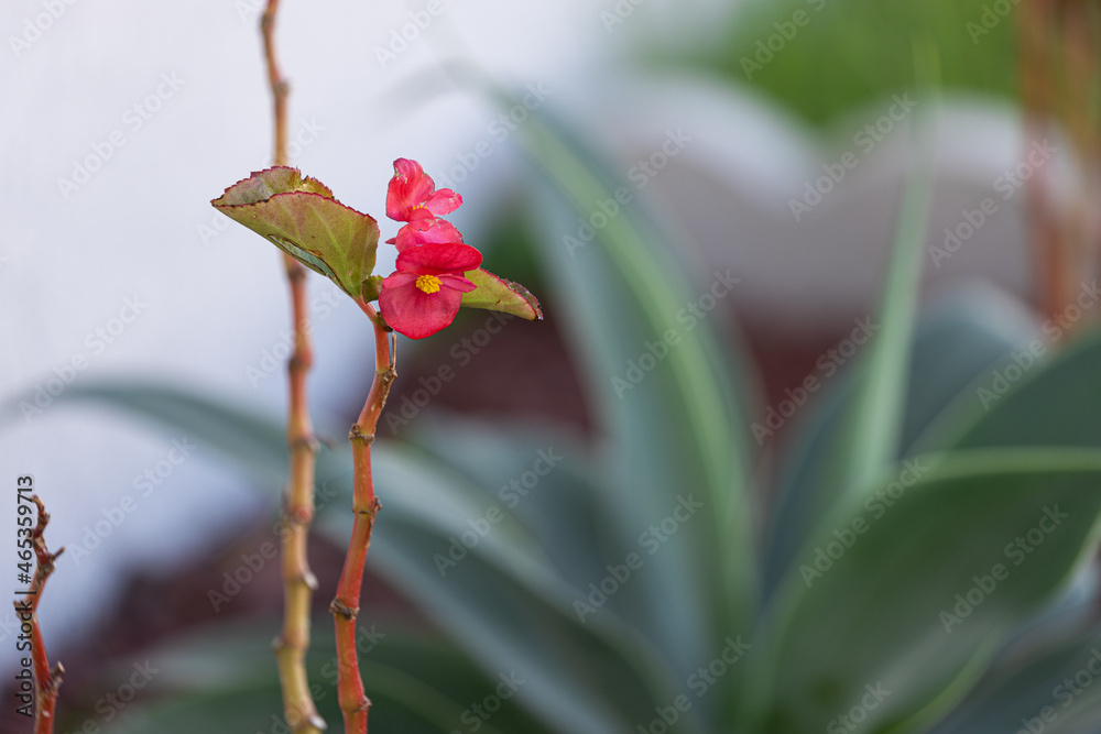 flower plant nature
