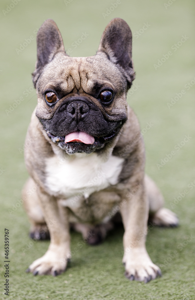 6-Year-Old Sable Male Frenchie Sitting and Sticking Out Tongue. Off-leash dog park in Northern California.