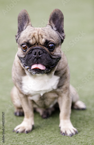 6-Year-Old Sable Male Frenchie Sitting and Sticking Out Tongue. Off-leash dog park in Northern California. © Yuval Helfman